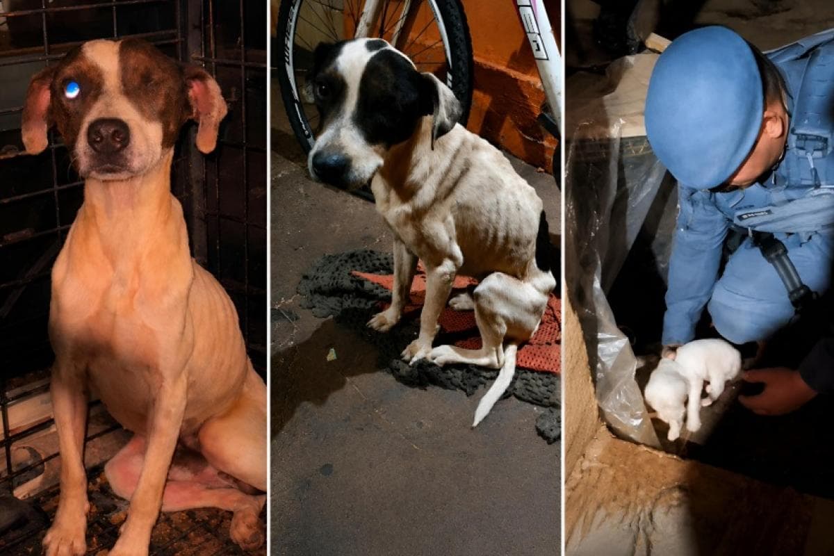Seis cães resgatados; tutor é preso por maus-tratos