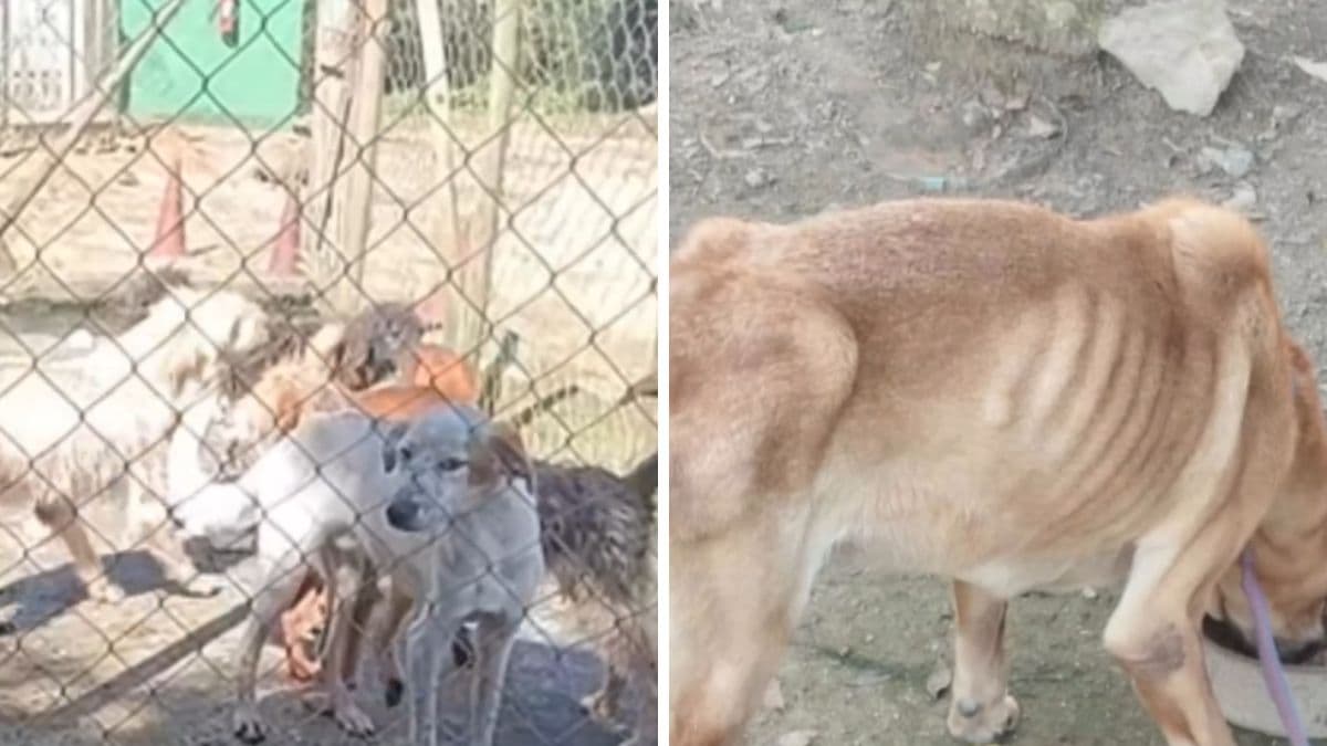Homem preso após maus-tratos a nove cães em Santos