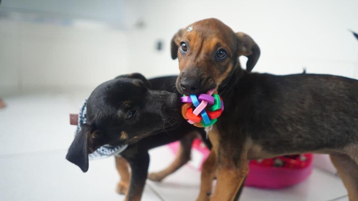 Mongaguá realiza feira de adoção de animais neste sábado