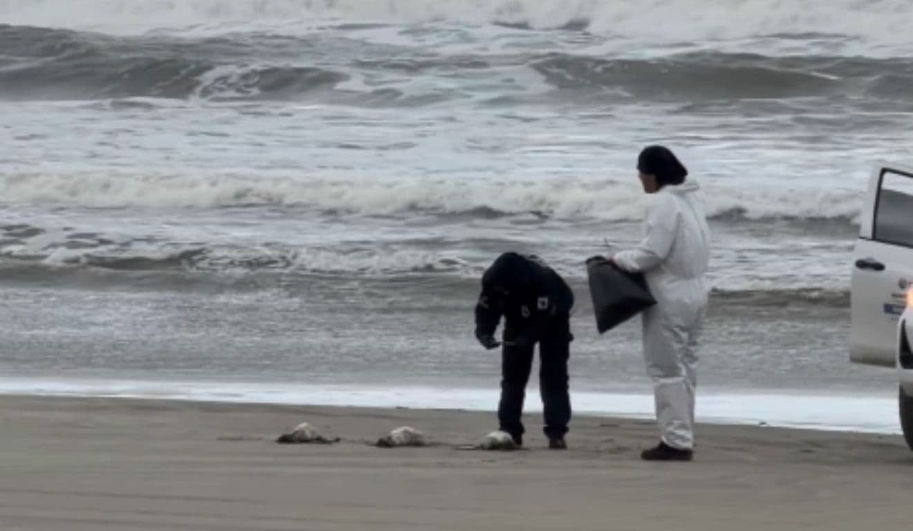 Pinguins e golfinho encontrados mortos na Baixada