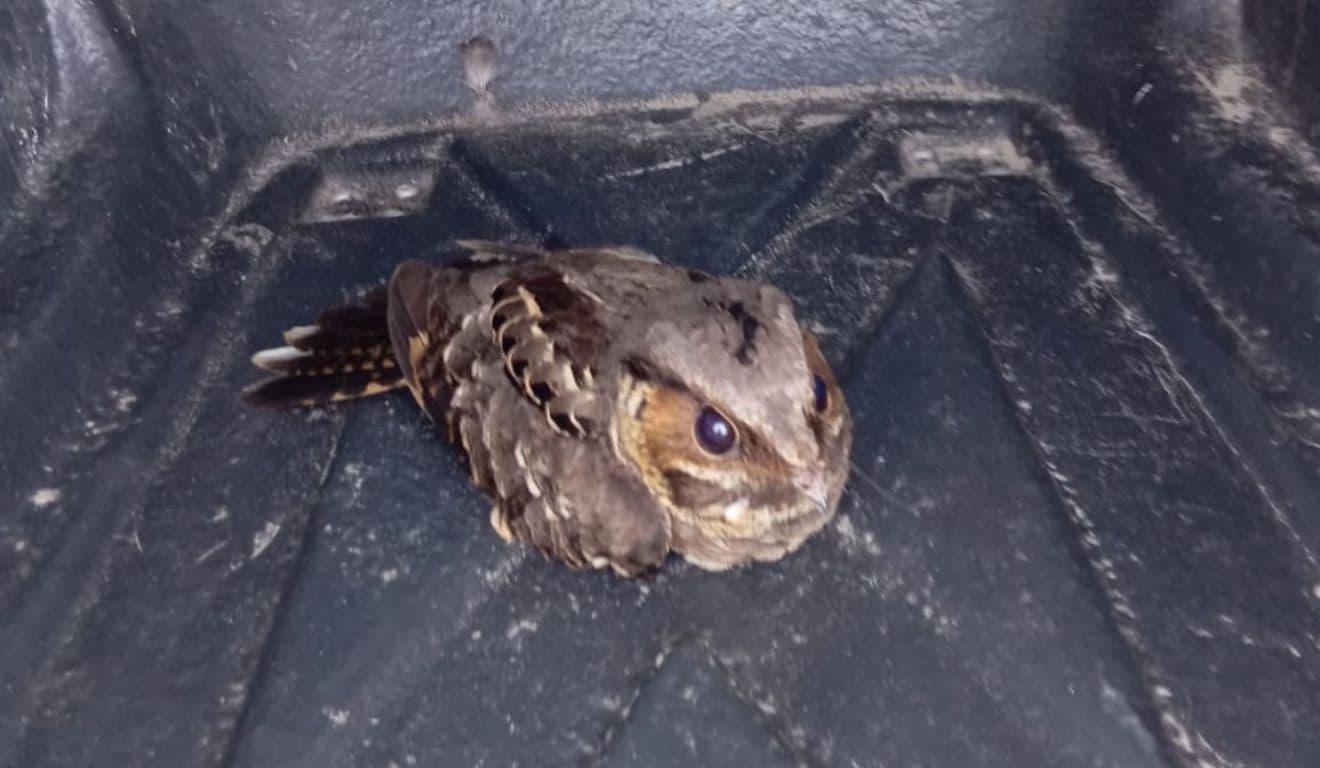 Animais silvestres resgatados em cinco bairros de Bertioga