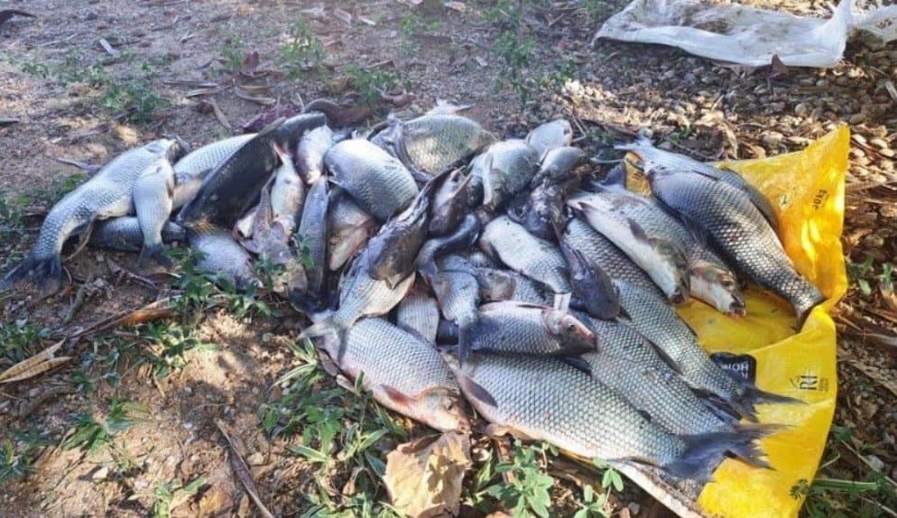 GCM prende dois por pesca ilegal no Rio Sorocaba