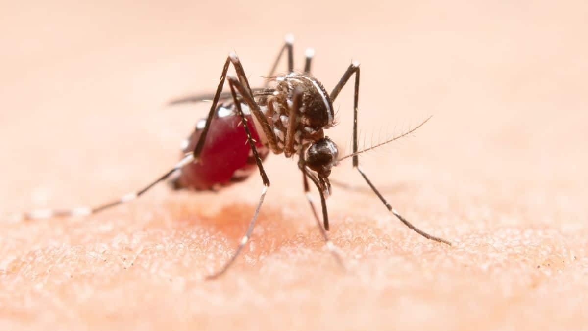 Ribeirão é prioridade estadual contra dengue e arboviroses
