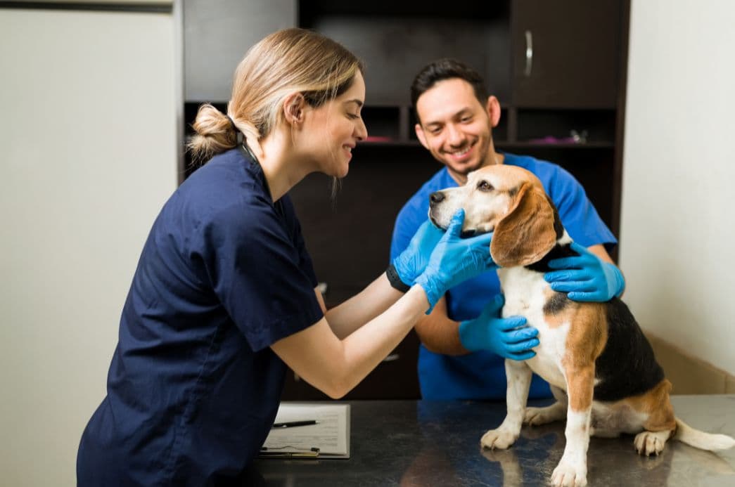 Cubatão abre inscrições para castração gratuita de animais
