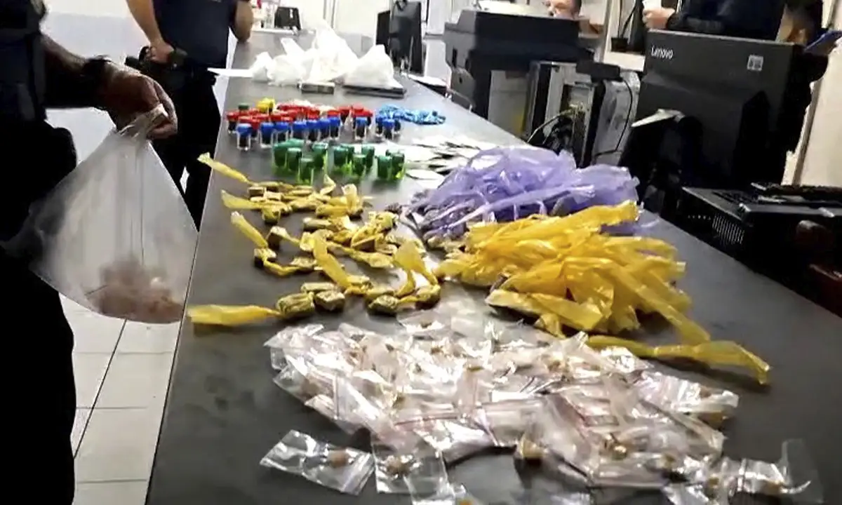 GCM prende casal com 582 porções de drogas
