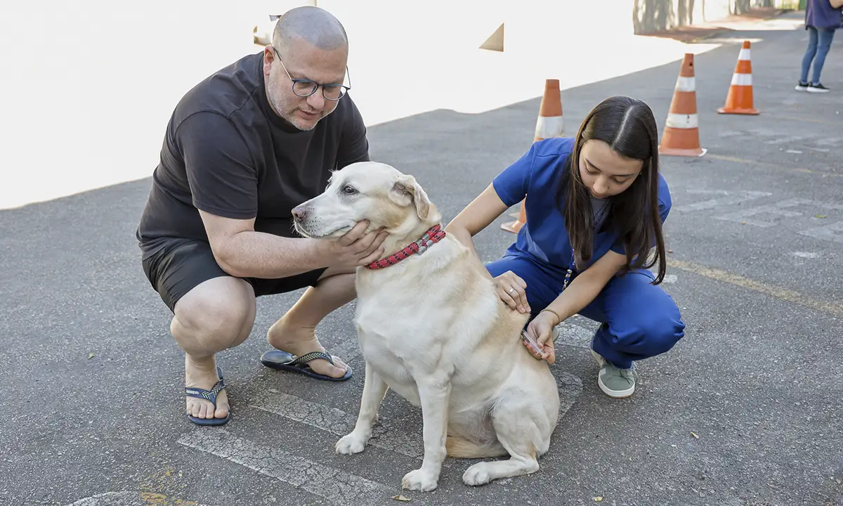 São Caetano vacina cães e gatos contra raiva