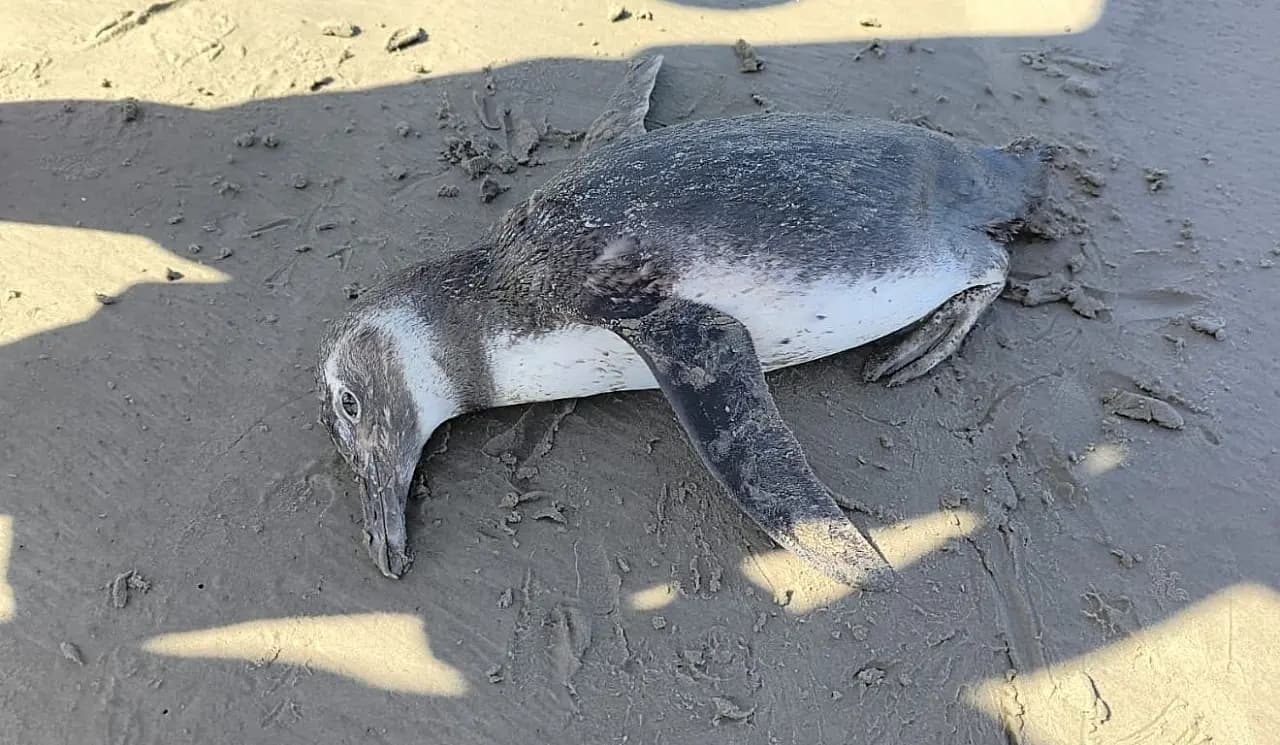 Pinguim morto em Praia Grande alerta crise marinha
