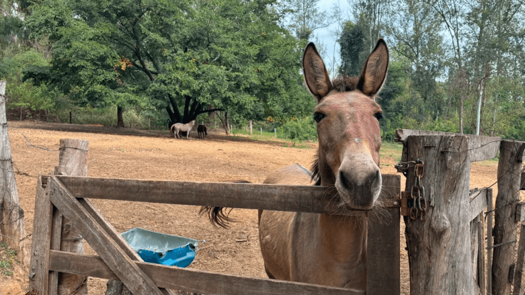 Limeira oferece 16 animais de grande porte para adoção