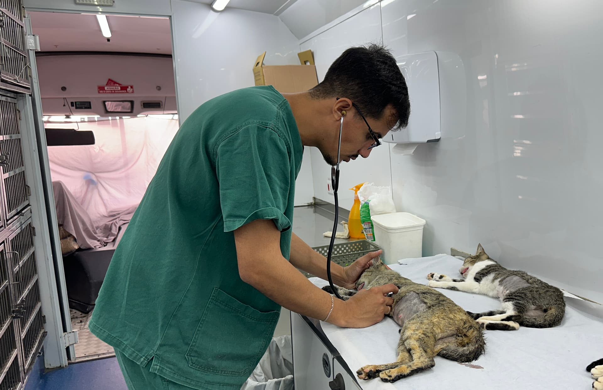 Castração gratuita em Piracicaba passa a ser agendada pelo Sem Papel