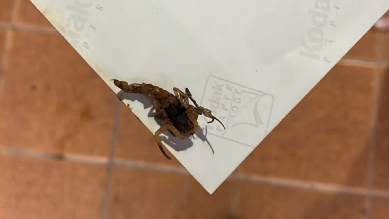 Escorpiões acendem alerta em São Pedro e reforçam importância da prevenção