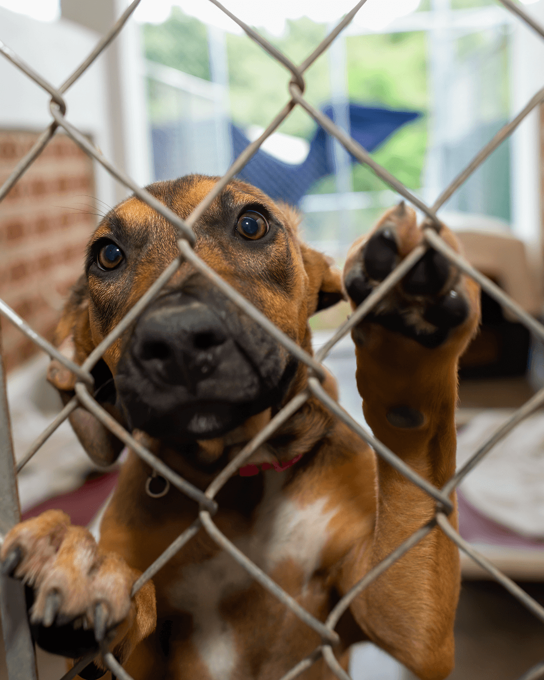 Crimes contra animais lideram denúncias ambientais na Baixada