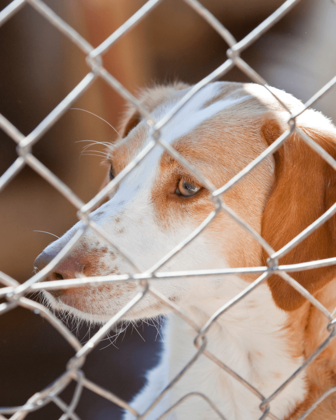 OAB Santo André promove feira de adoção de animais