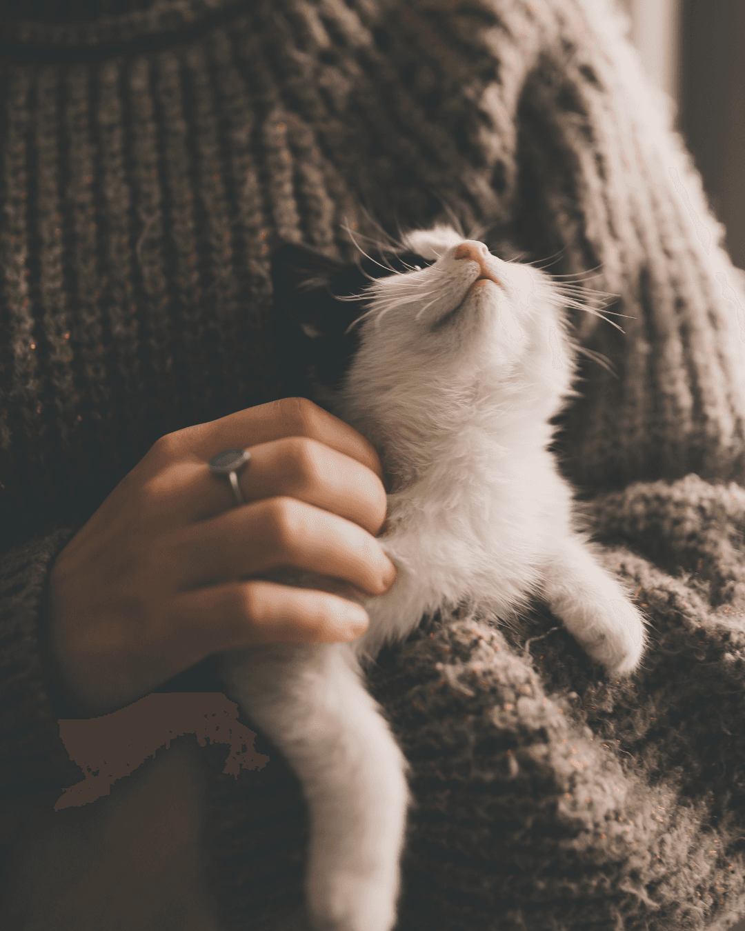 Diadema realiza campanha de castração de animais