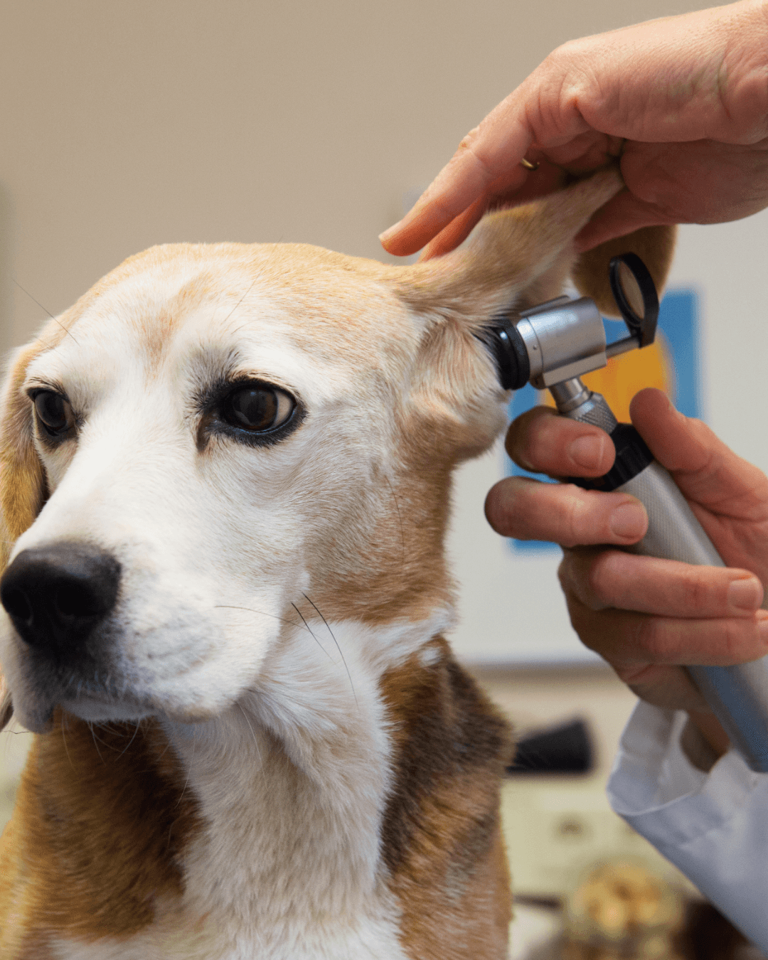 Hospital veterinário público amplia horário em Mogi