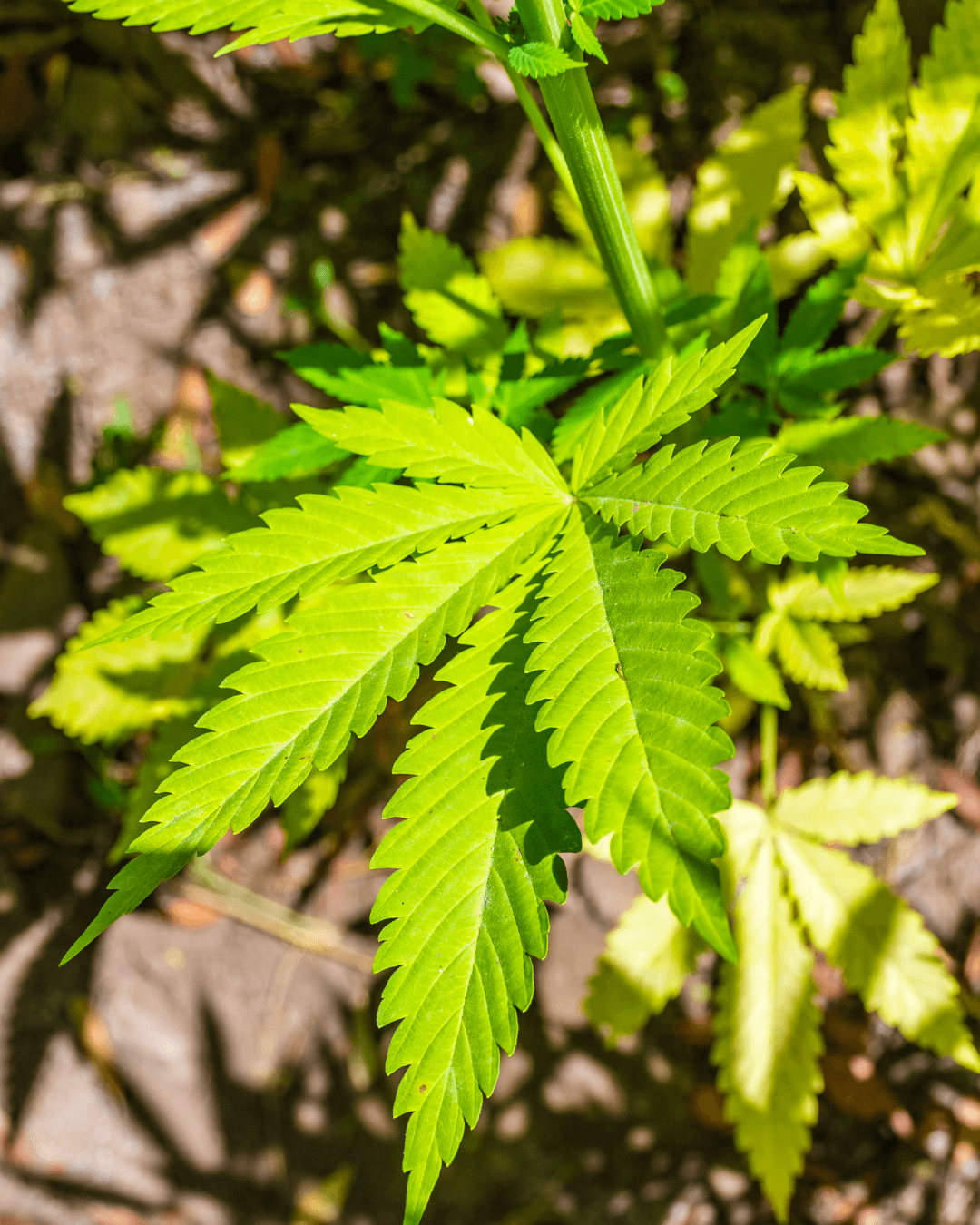 PM descobre plantação de maconha em Quatinga