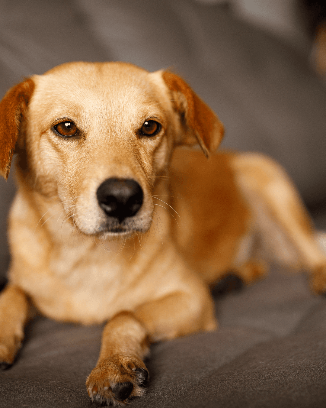 Santo André realiza feira de adoção de animais