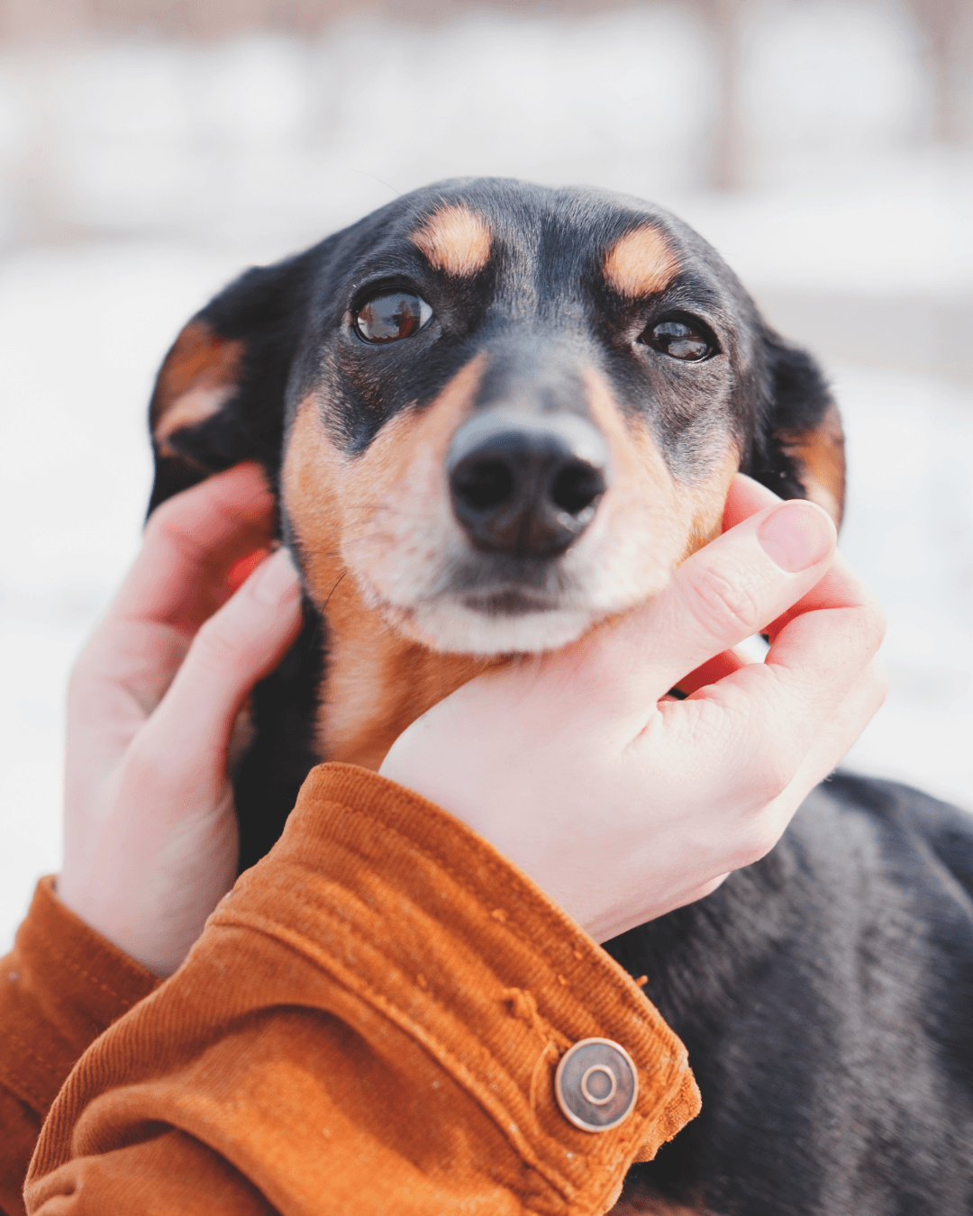 Programa em Santos atende pets de famílias vulneráveis