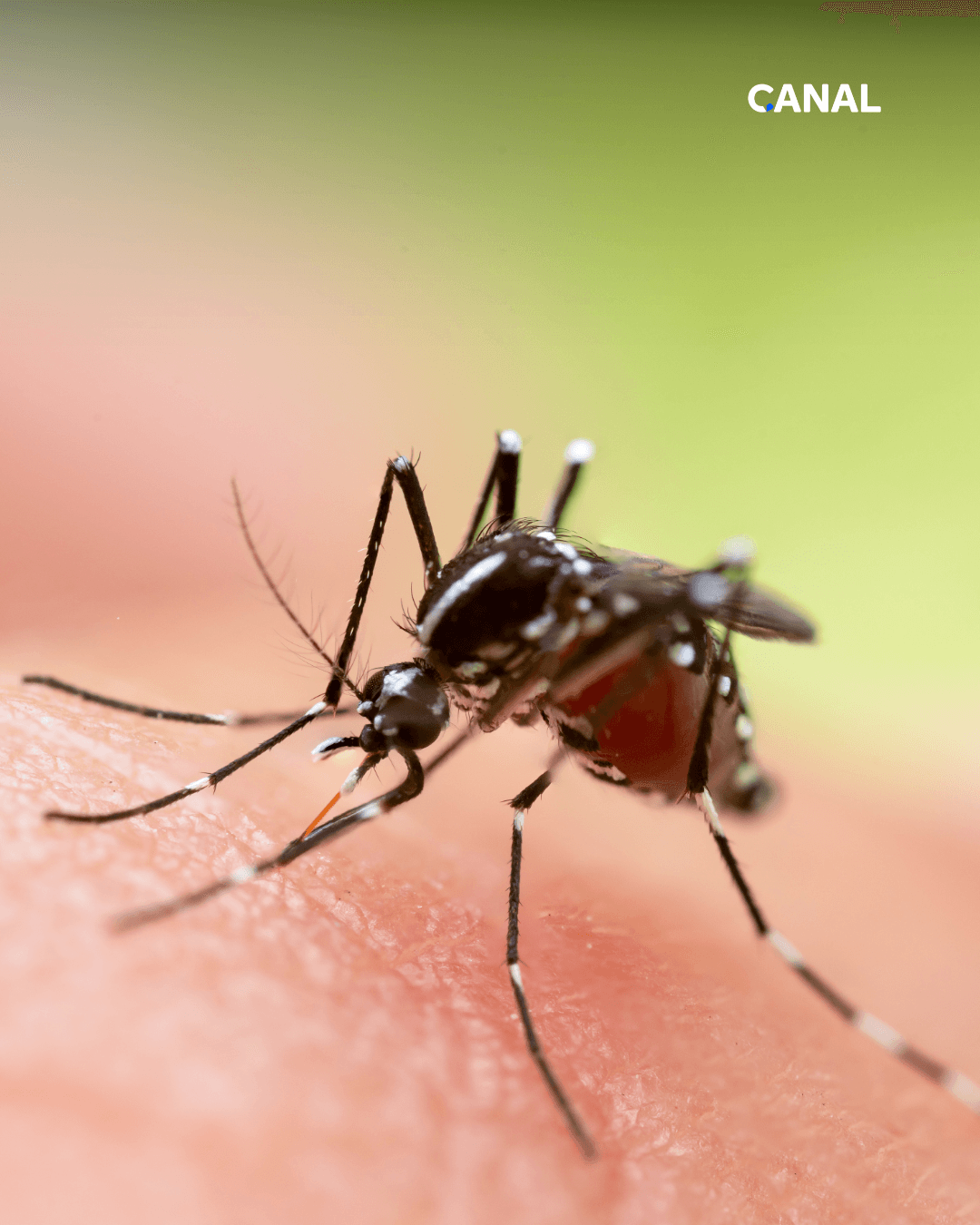 Queda de casos de dengue na Baixada Santista