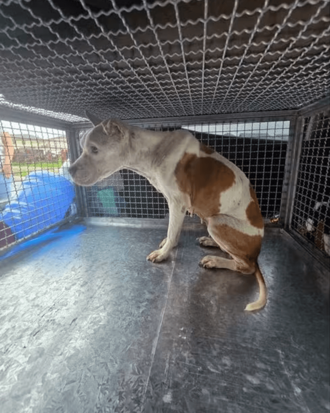 Cão desnutrido é resgatado em Cubatão