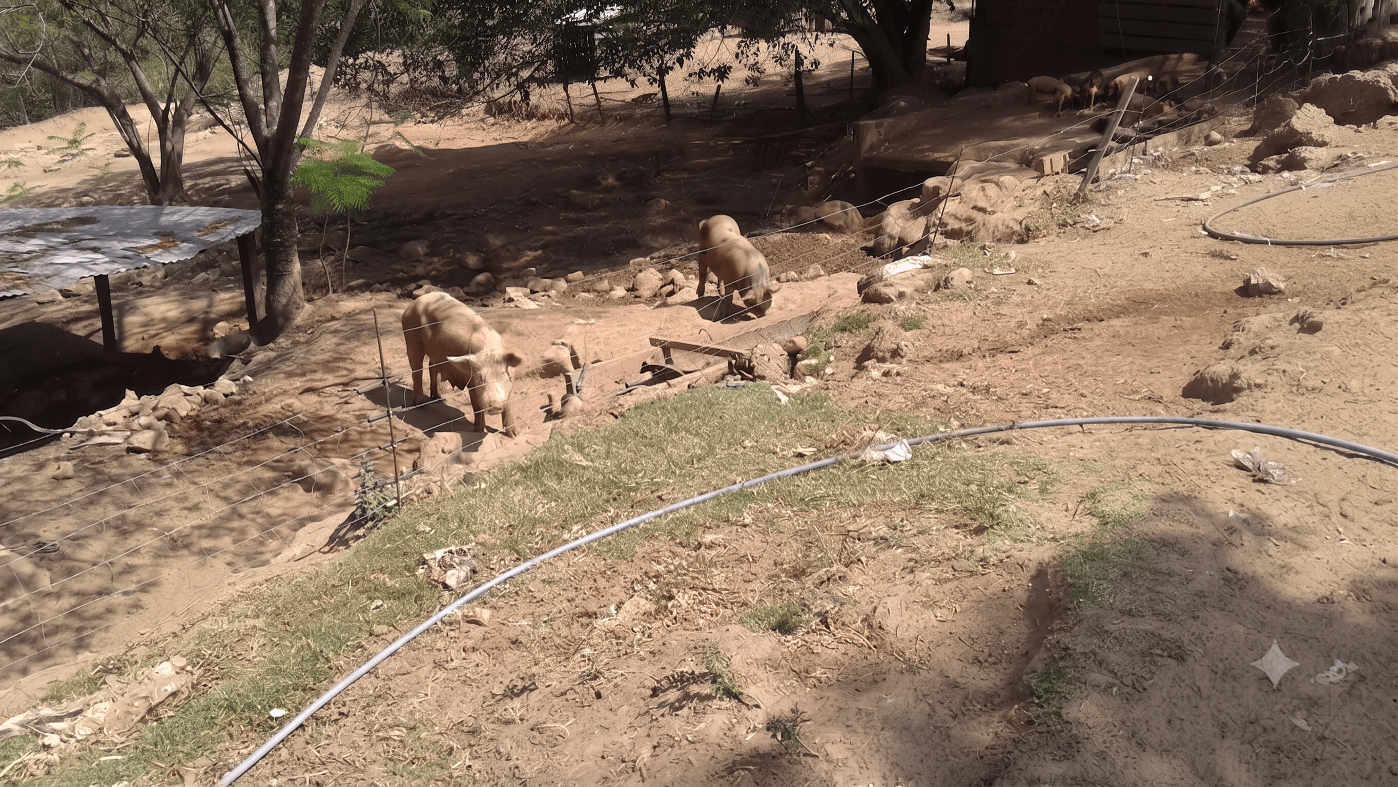 Criação irregular de suínos gera multa ambiental em Marília
