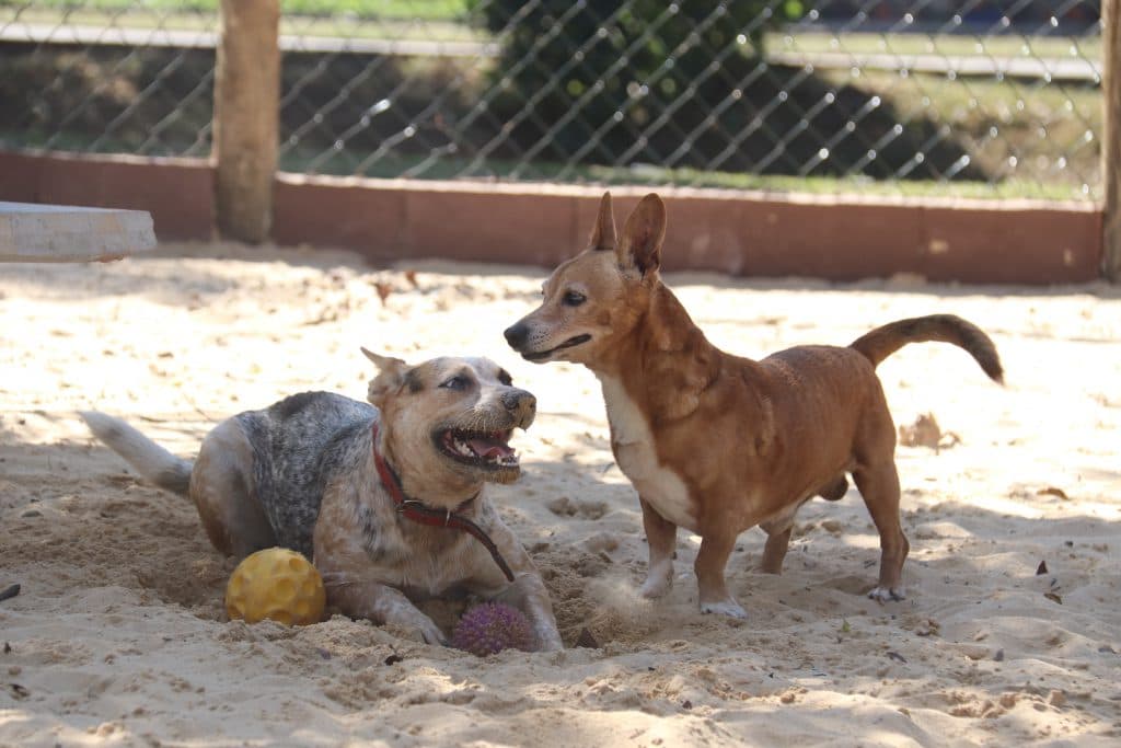 Sorocaba abre inscrições para cremação pet gratuita