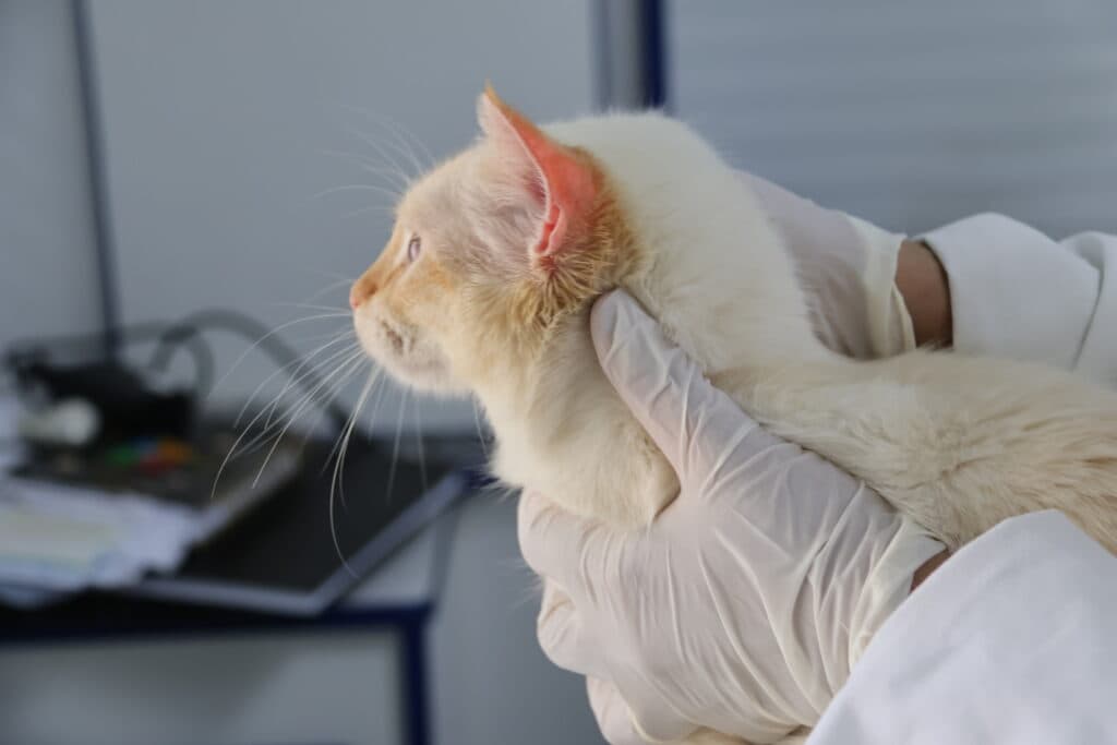Consultório Veterinário Móvel atende em Vila Mineirão
