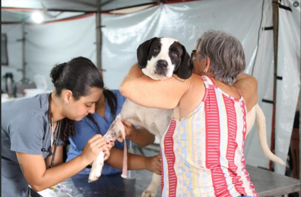 Limeira terá mutirão gratuito de castração com mais de 600 vagas para cães e gatos