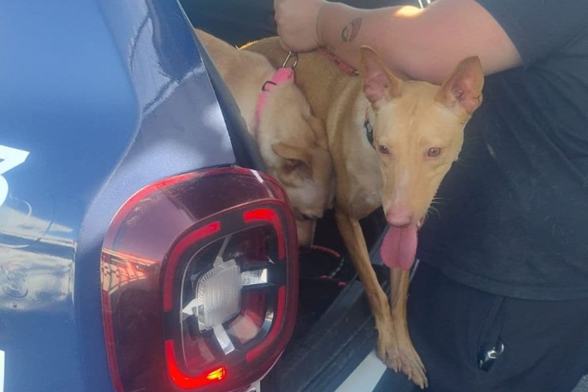 Duas cadelas resgatadas de maus-tratos em Santos