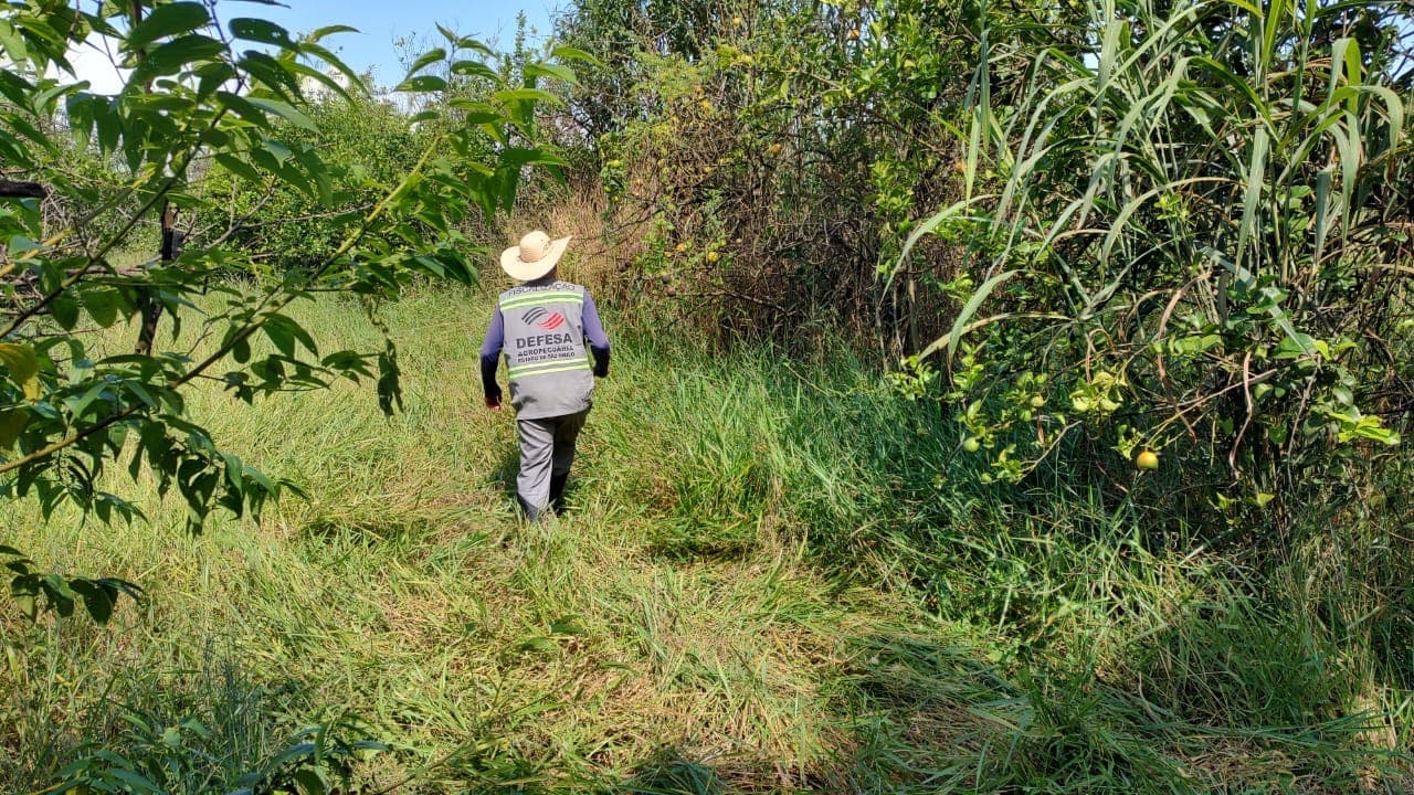 SP classifica Rio Preto como baixa incidência de greening