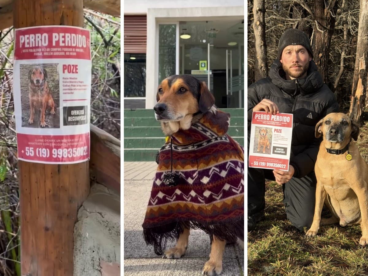 Frentiscão de Campinas desaparece na Patagônia