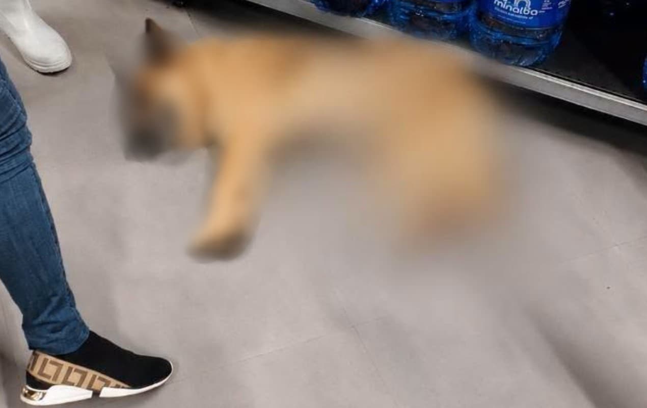 Cachorro morre baleado por sargento em supermercado