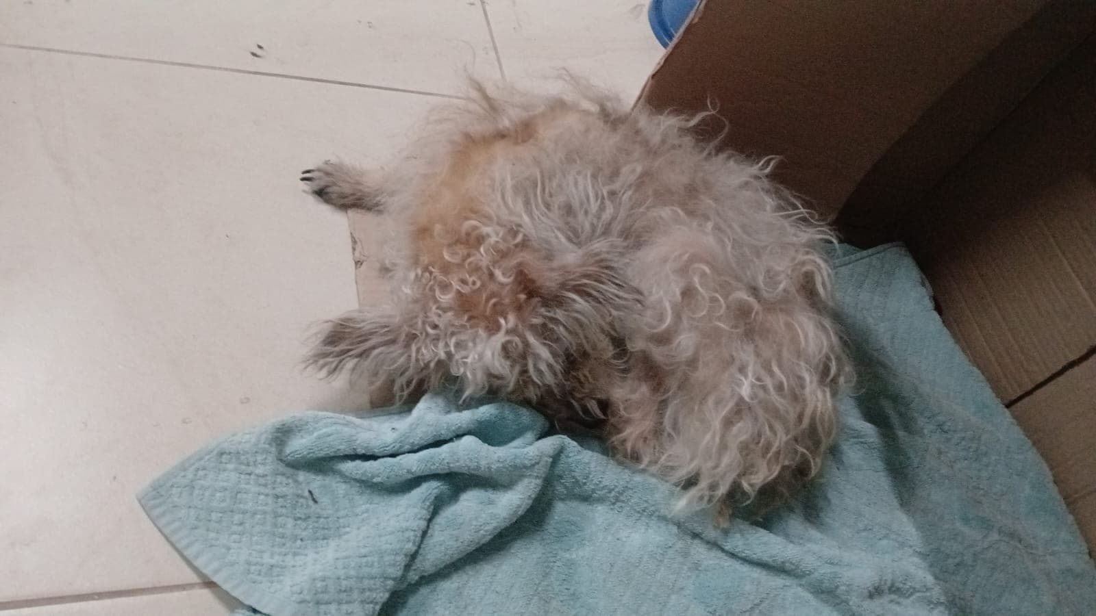 Cadela resgatada de bueiro volta às ruas em Jundiaí