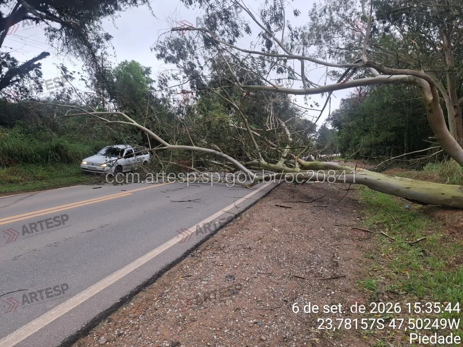 Árvore de grande porte cai e bloqueia totalmente rodovia em Piedade