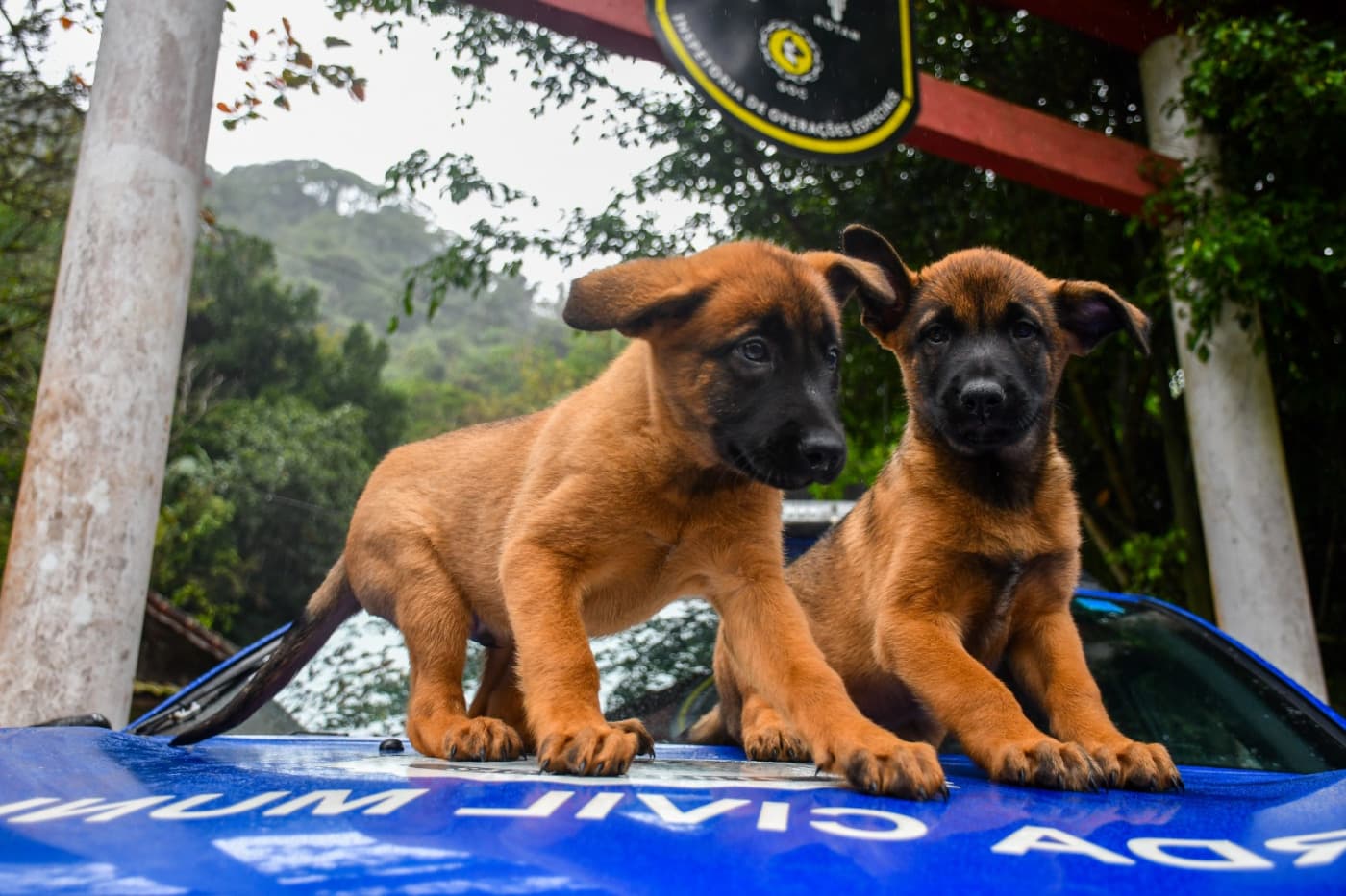 Votação decide nomes dos novos cães da GCM