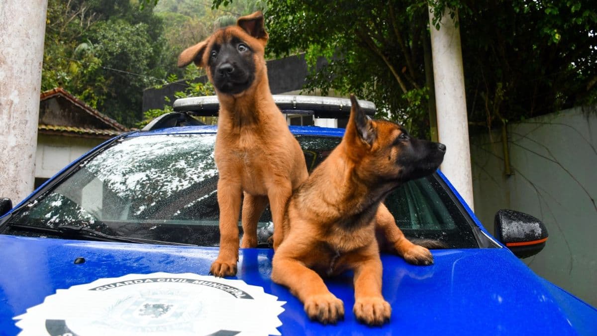GCM de São Vicente ganha dois cães policiais