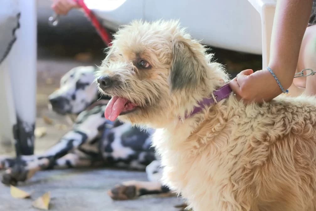 Campinas proíbe reprodução de animais com risco genético