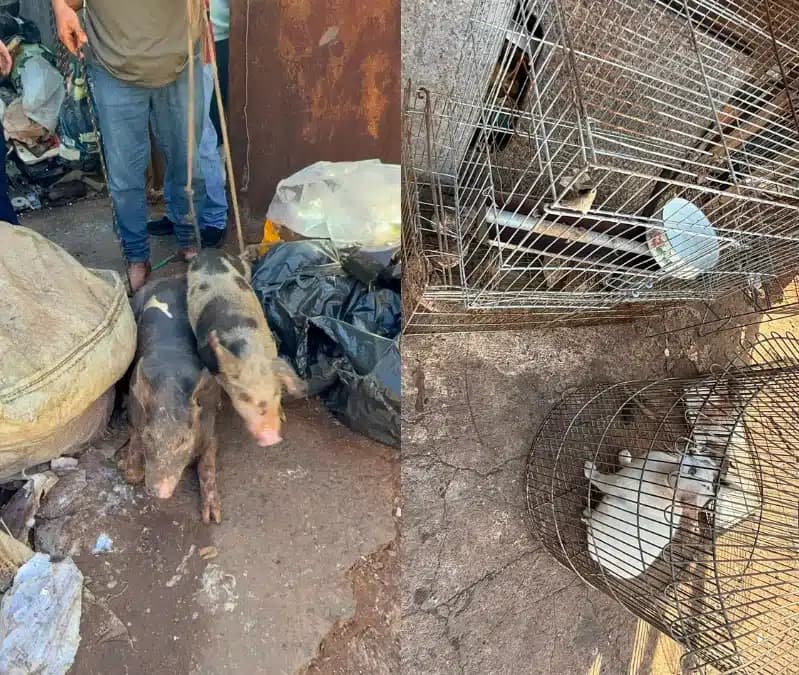 Animais resgatados por maus-tratos em Campinas