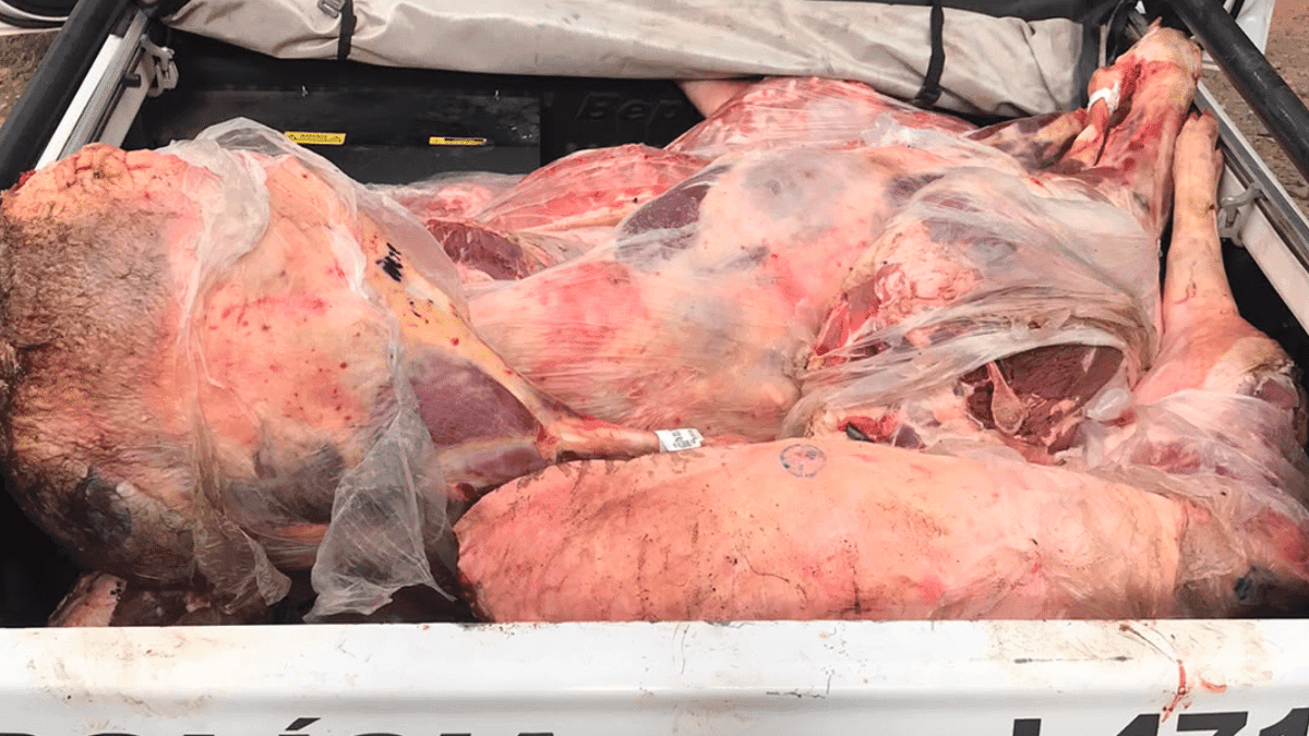 Carnes impróprias são achadas em terreno de Campinas