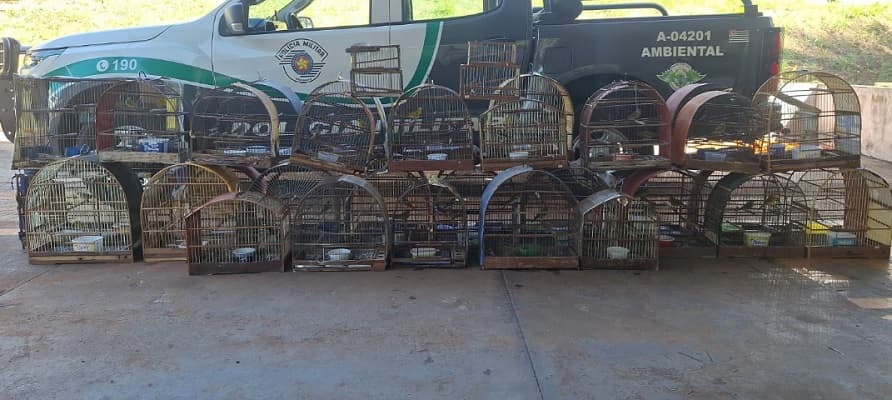 Homem é multado por manter 41 aves silvestres