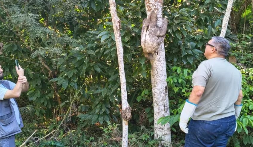 Bicho-preguiça é solto no Parque Chiquinho Veríssimo