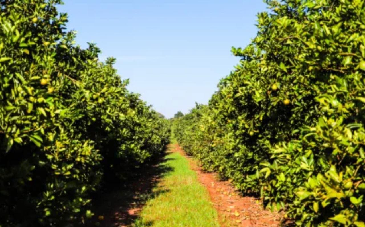 SP classifica municípios por incidência de greening